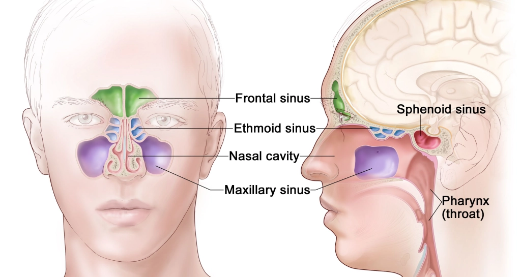 Nose and Sinus Cancer / Nasopharyngeal Cancer