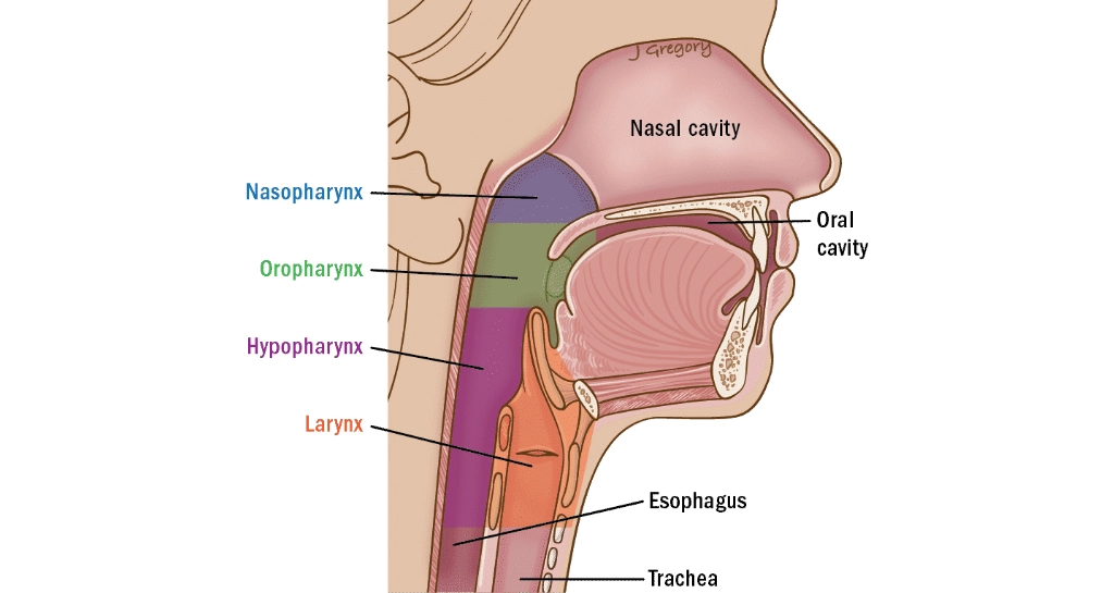 Throat Cancer / Hypopharyngeal Cancer