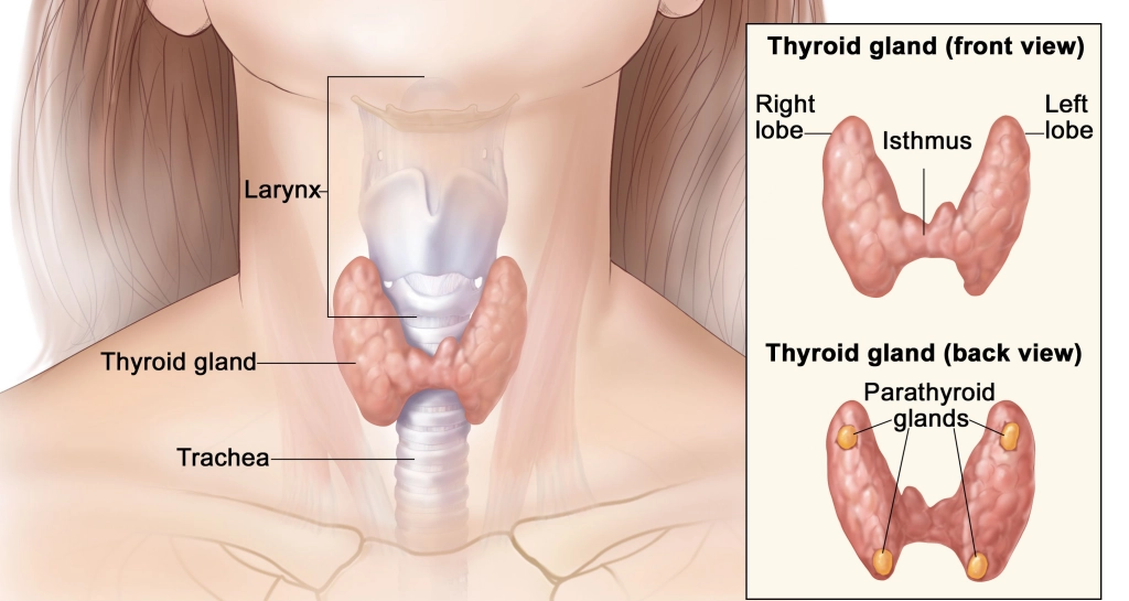 Thyroid Cancer