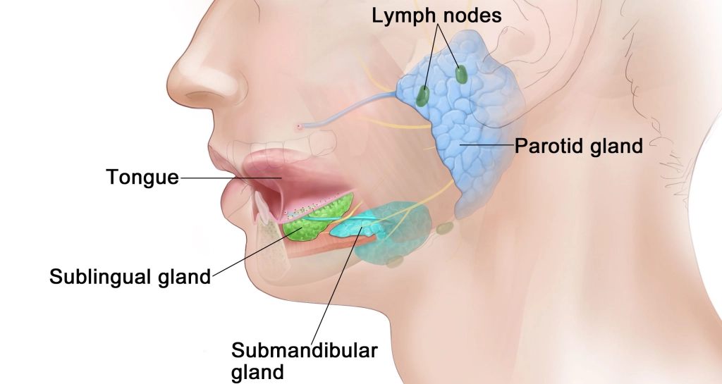 Salivary Gland Cancer